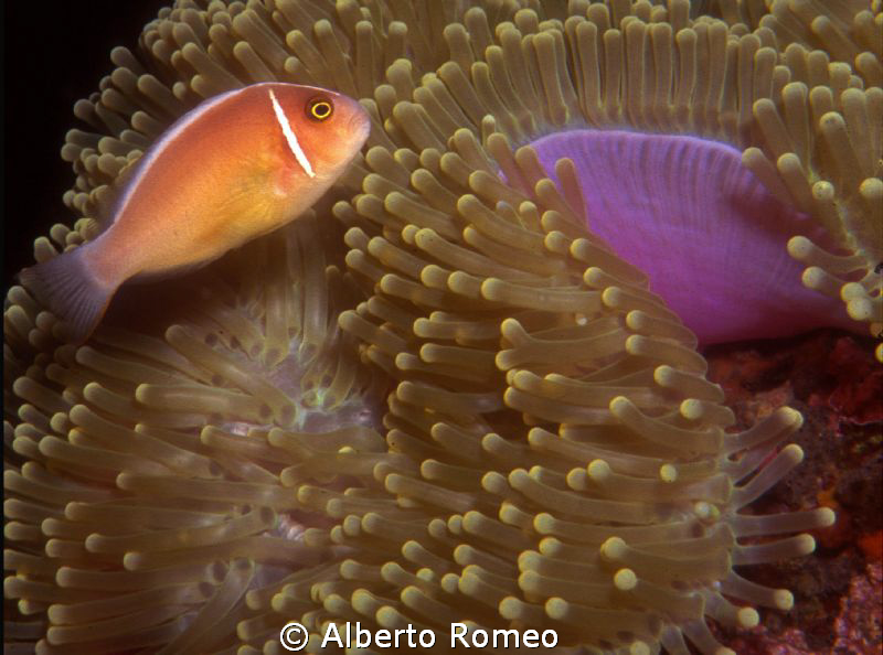 Portrait of a Pink Anemonefish (Amphiprion perideraion) w... by Alberto Romeo 