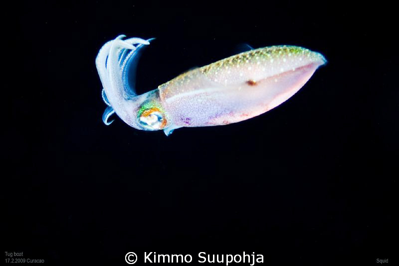 A Squid at Night by Kimmo Suupohja 
