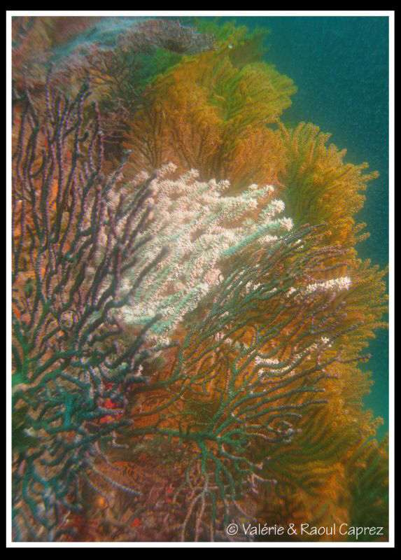 Colourful coral by Raoul Caprez 