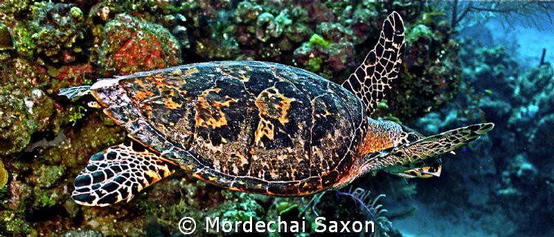 Sea Turtle.   
I'm not sure what it is about these turtl... by Mordechai Saxon 