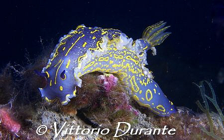 Nudi on wreck of Laura C by Vittorio Durante 