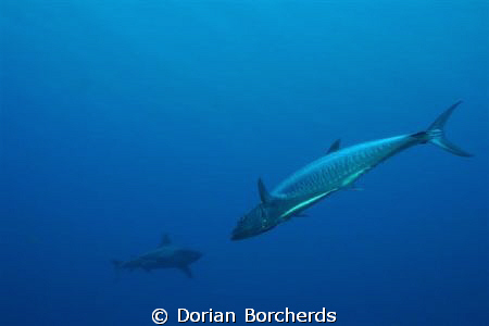 "Head to head" A Grey Reef Shark and a Spanish Mackeral by Dorian Borcherds 