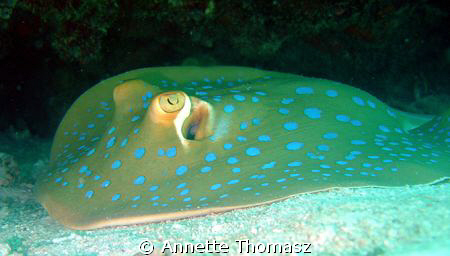 Blue Spotted ray... resting.... Taken with a Sony P10 by Annette Thomasz 