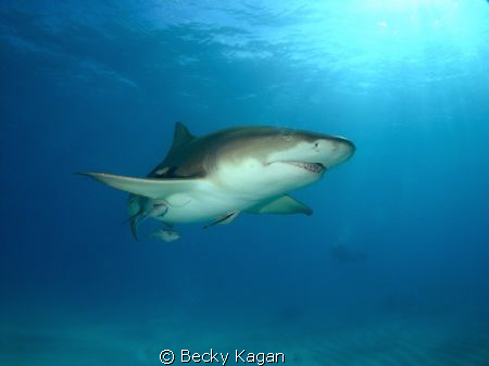 Lemon shark checking out the camera by Becky Kagan 