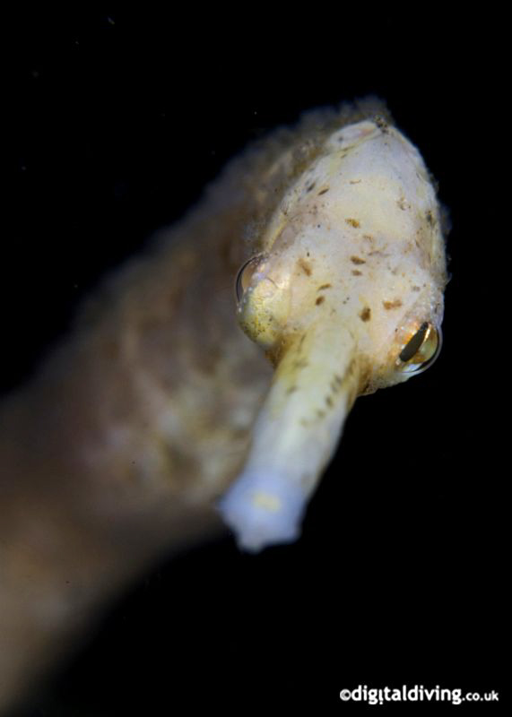 Bend Stick Pipefish. Taken with D200 and 105mm lens by David Henshaw 