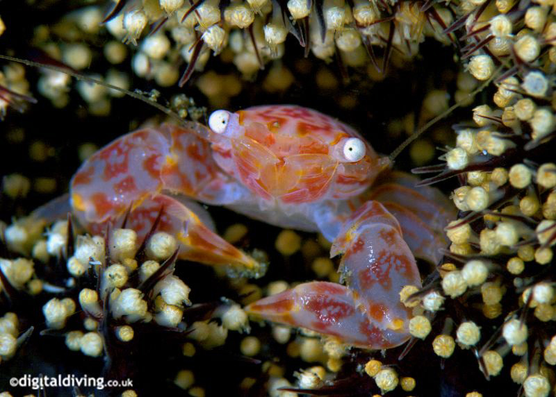 Porcelain Crab taken with D200 and 60mm lens +4T diopter by David Henshaw 