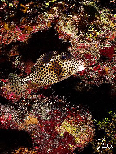 This image of a Smoooth Trunkfish was taken while diving ... by Steven Anderson 