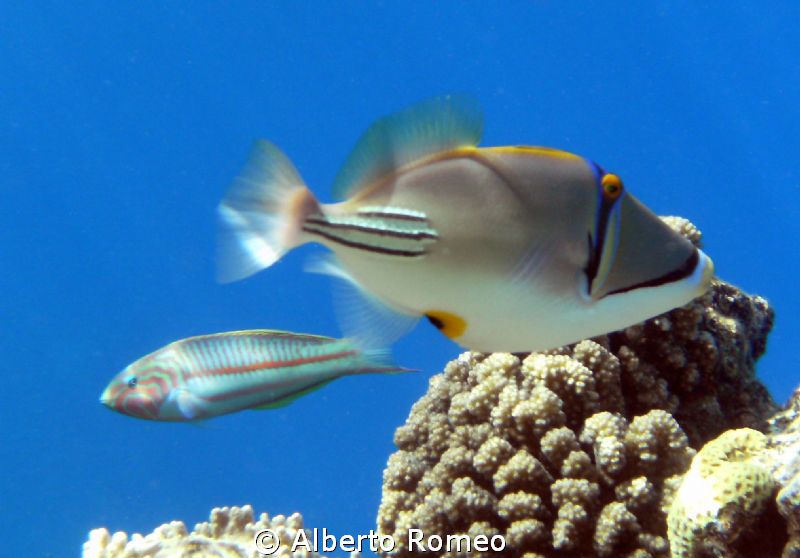 Arab  Triggerfish  Picasso (Rhinecanthus assasi) and in b... by Alberto Romeo 