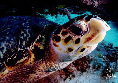 The image of a turtle was taken off Cozumel. They all see... by Steven Anderson 