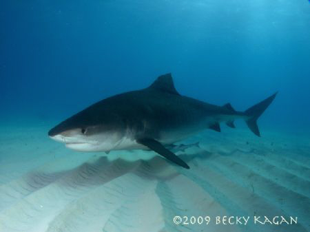 Big 14 foot female tiger shark swims by checking out the ... by Becky Kagan 