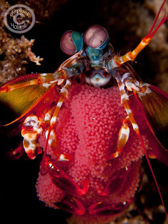 Mantis Shrimp with Eggs.  Took a long and careful approac... by Stephen Holinski 