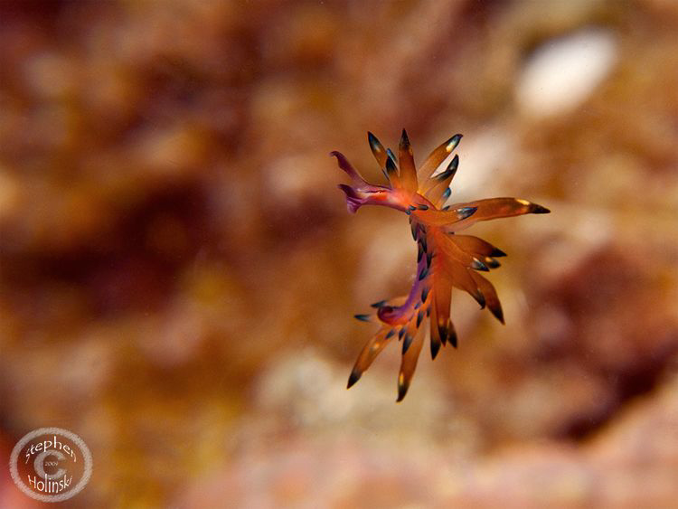 Undescribed hermaea nudibranch twisting in the current.  ... by Stephen Holinski 