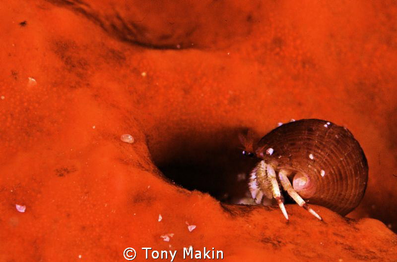 Tiny Hermit crab on sponge by Tony Makin 