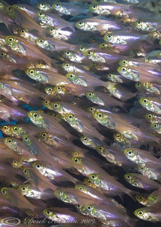 Glass fish. D3, 105mm. by Derek Haslam 