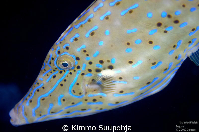 Scrawled Filefish at night by Kimmo Suupohja 