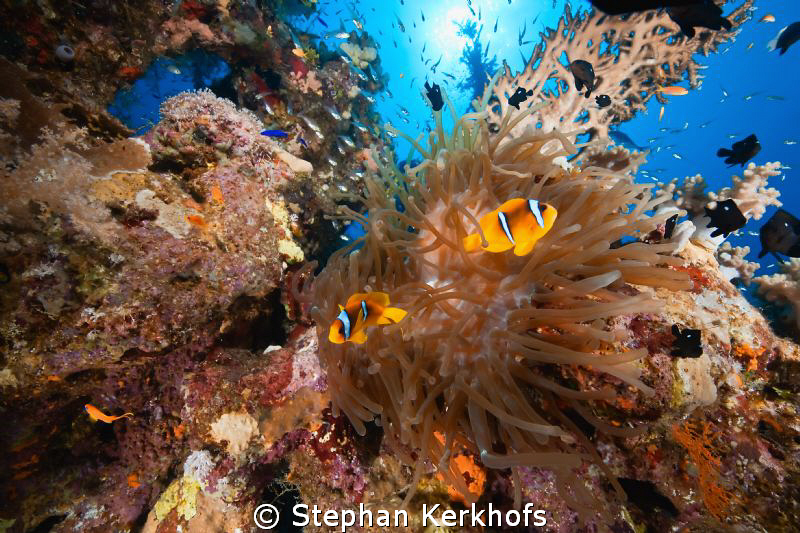 magnificent anemone taken at Ras Ghozlani, Ras mohammed. by Stephan Kerkhofs 