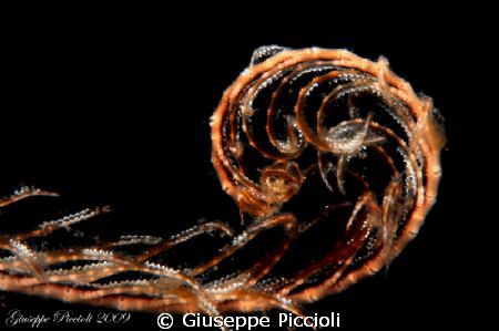 Young crinoid tentacle by Giuseppe Piccioli 