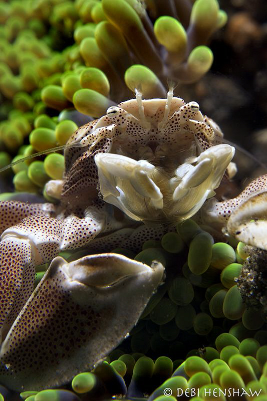 "All Hunched Up" Porcelain Crab Lembeh by Debi Henshaw 