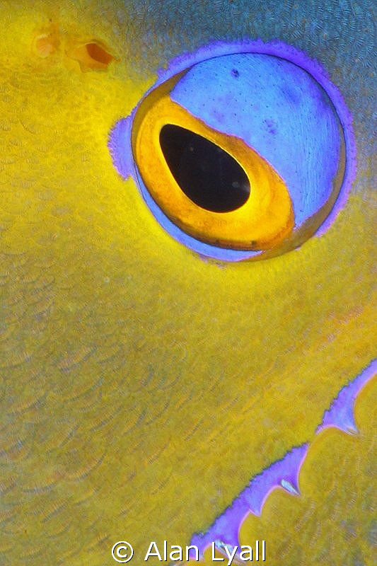 Queen Angelfish - eye and cheek detail by Alan Lyall 
