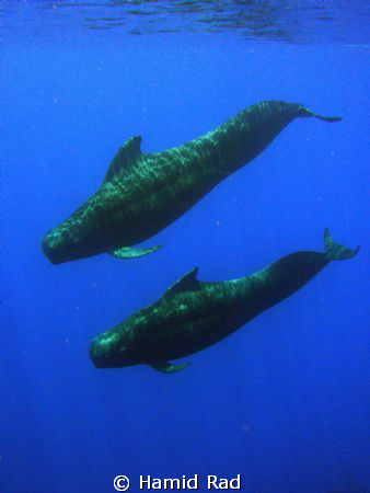 Pilot whales... most amazing sighting ever by Hamid Rad 