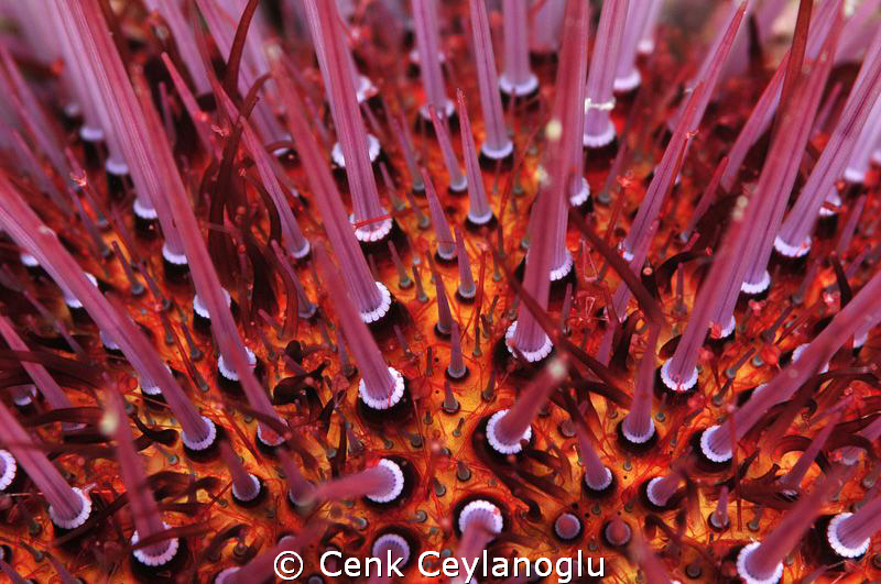 Sea Urchin close up. 
Kaş / Turkiye by Cenk Ceylanoglu 