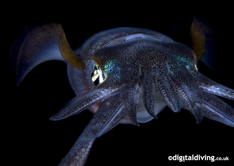 Big Fin Reef Squid. Taken with D200 and 60mm lens. by David Henshaw 
