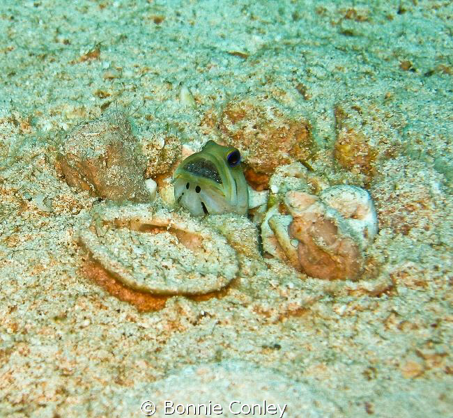 Jawfish with eggs seen in Freeport Bahamas May 2009.  Thi... by Bonnie Conley 