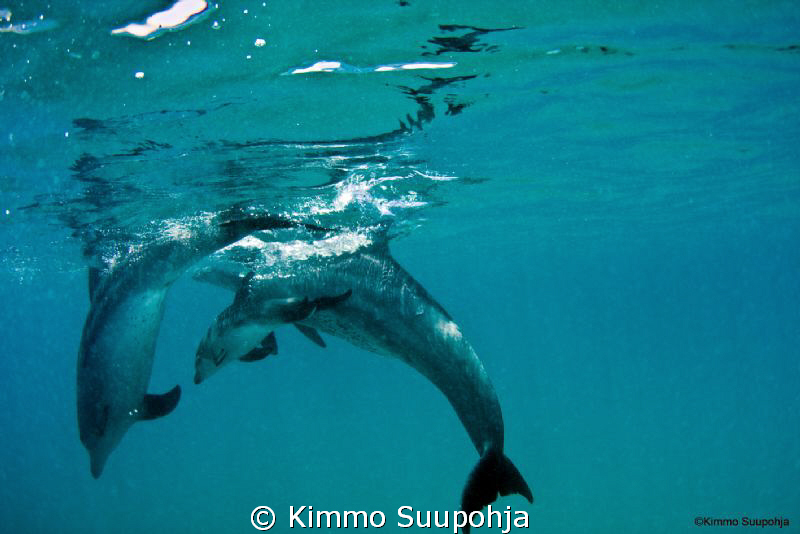 Mommy, Daddy and a baby dolphin by Kimmo Suupohja 