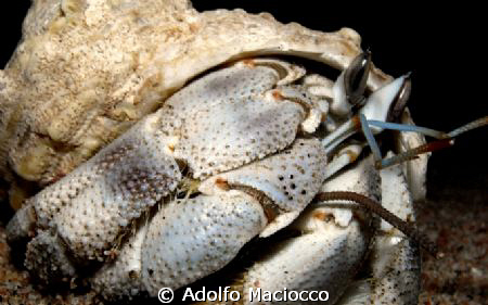 Hermit Crab, 
Dahab ,
 by Adolfo Maciocco 