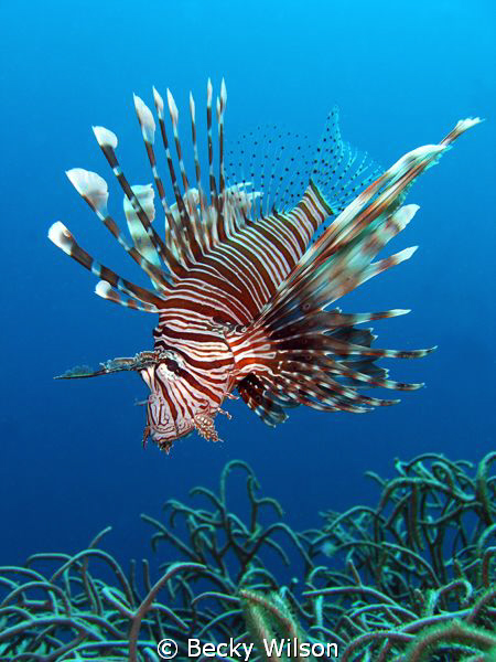 Lionfish, Red Sea, Jeddah. by Becky Wilson 