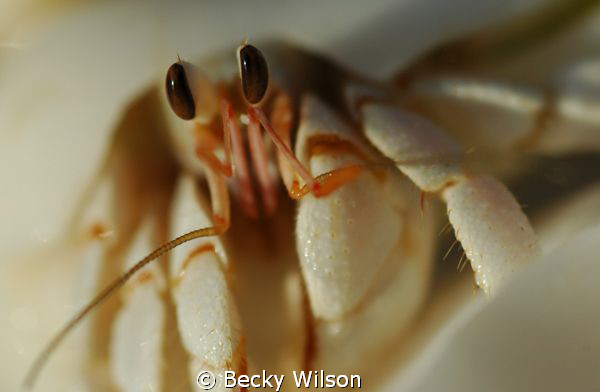 'Eyelashes'
Hermit crab, Maldives by Becky Wilson 