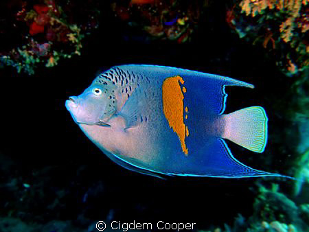 Yellowbar angelfish (Pomacanthus maculosus)
Fuji f50 & F... by Cigdem Cooper 