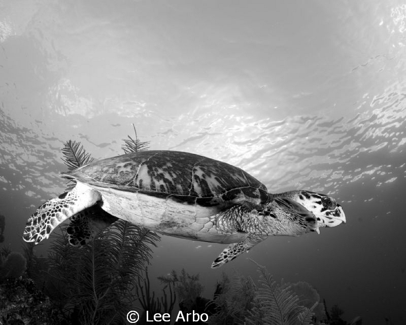 Hawksbill shot with Nikon D300 and Tokina 10-17.  Desatur... by Lee Arbo 