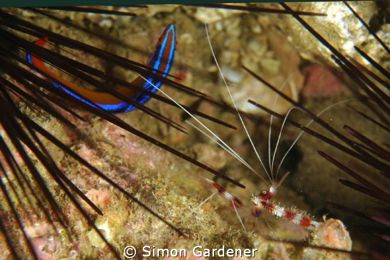 arabian blue striped dottyback and shrimp shot with nikon... by Simon Gardener 