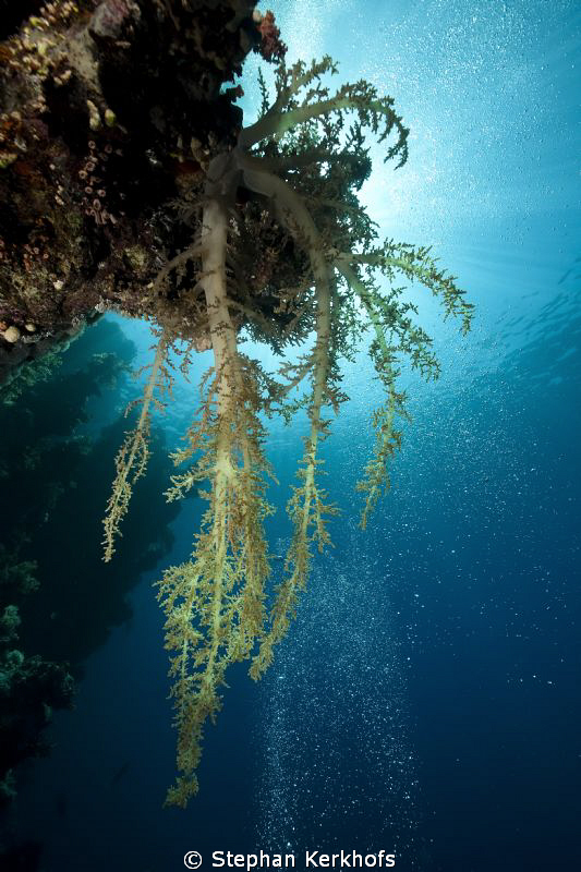 Beautiful softcoral taken at Shark Observatory, Ras Moham... by Stephan Kerkhofs 