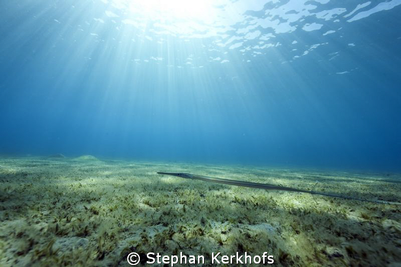 Needlefish, seagrass and sunrays! by Stephan Kerkhofs 