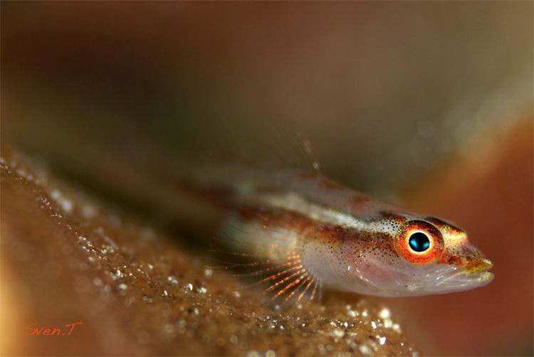 Goby.. by Sven Tramaux 
