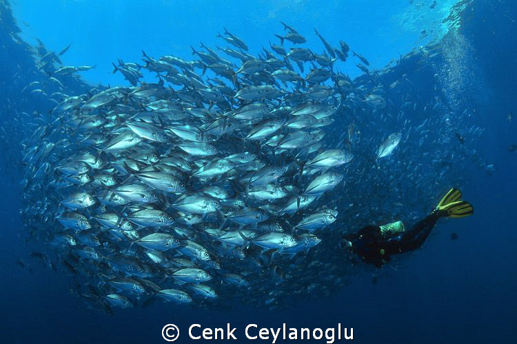 Diver and  Jacks by Cenk Ceylanoglu 