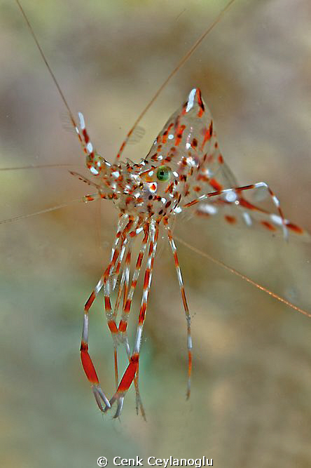 Hello my name is shrimp :) by Cenk Ceylanoglu 