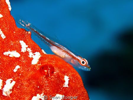 Goby on red sponge.
Canon G10 & Epoque DS150 strobe by Sean Cooper 