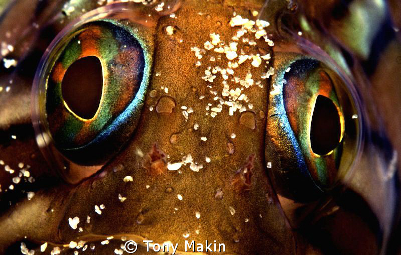 Speckled Clinid eyes by Tony Makin 