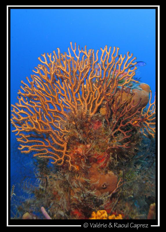 Taken with a Canon G9 in Cozumel. by Raoul Caprez 