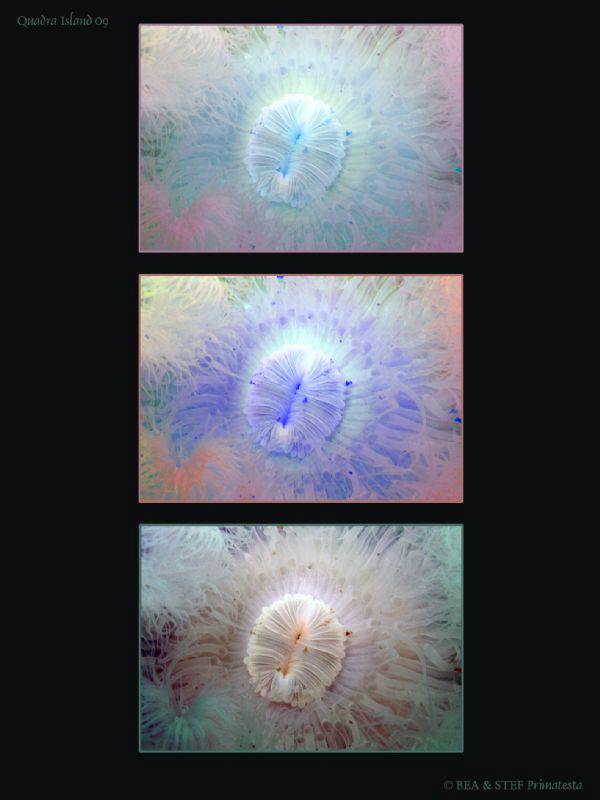 Plumose anemone. by Bea & Stef Primatesta 