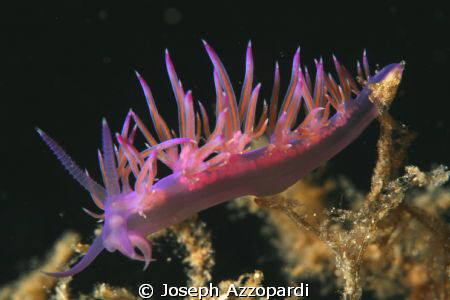 flabellina nudibranch by Joseph Azzopardi 
