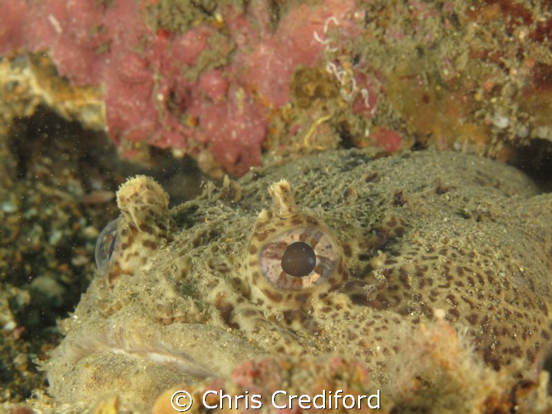 The second toadfish pic from my trip to Myrtle Beach, SC.... by Chris Crediford 