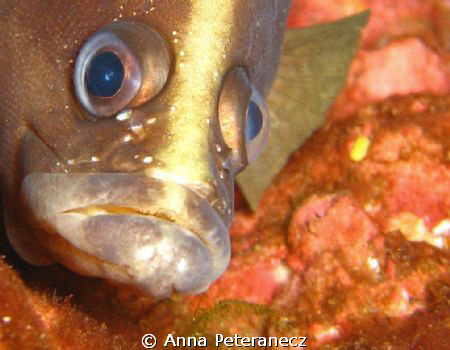 Grumpy fish up close.  Shooting with a Canon SD 850IS, no... by Anna Peteranecz 