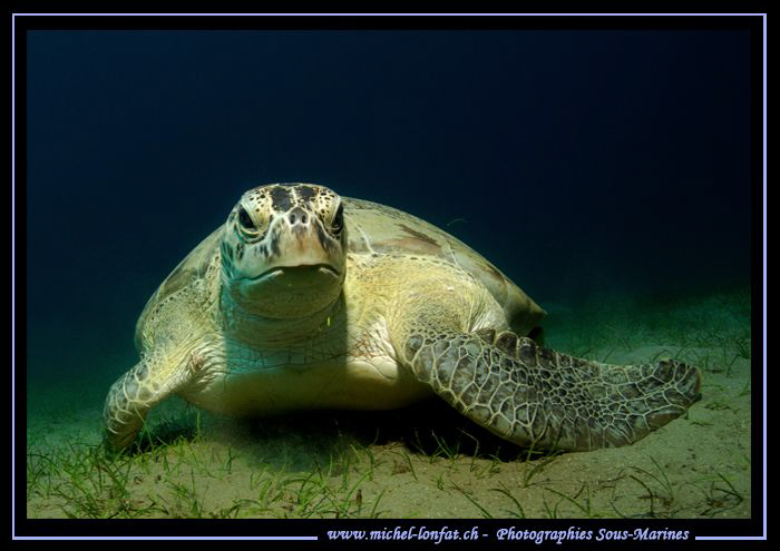 Face to face with this beautiful Turtle in the waters of ... by Michel Lonfat 