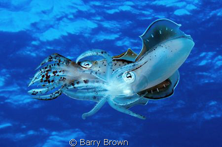 Two Caribbean Reef Squids mating in midwater. by Barry Brown 
