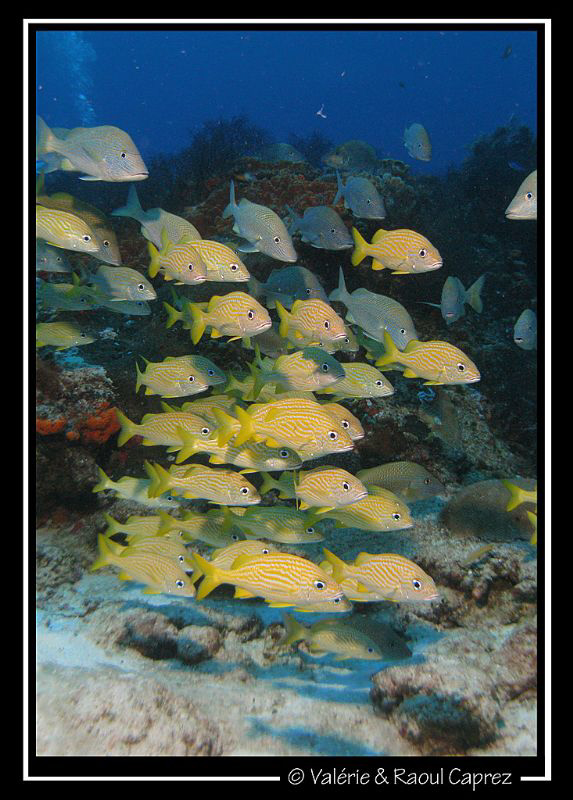 Taken with a Canon G9 in Cozumel. by Raoul Caprez 