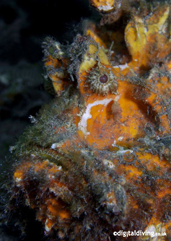 Estuarine Stonefish taken in Manado with D200 and 60mm le... by David Henshaw 
